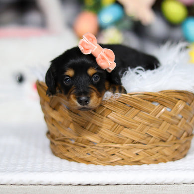 Amelia - Available 5/7