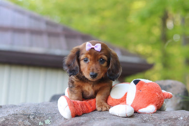 Cici - Available 5/21