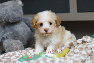 Ellie - Available 3/12