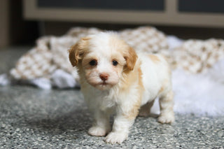 Ellie - Available 3/12