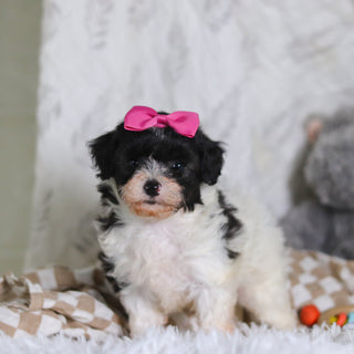 Rosalind - Available 3/12