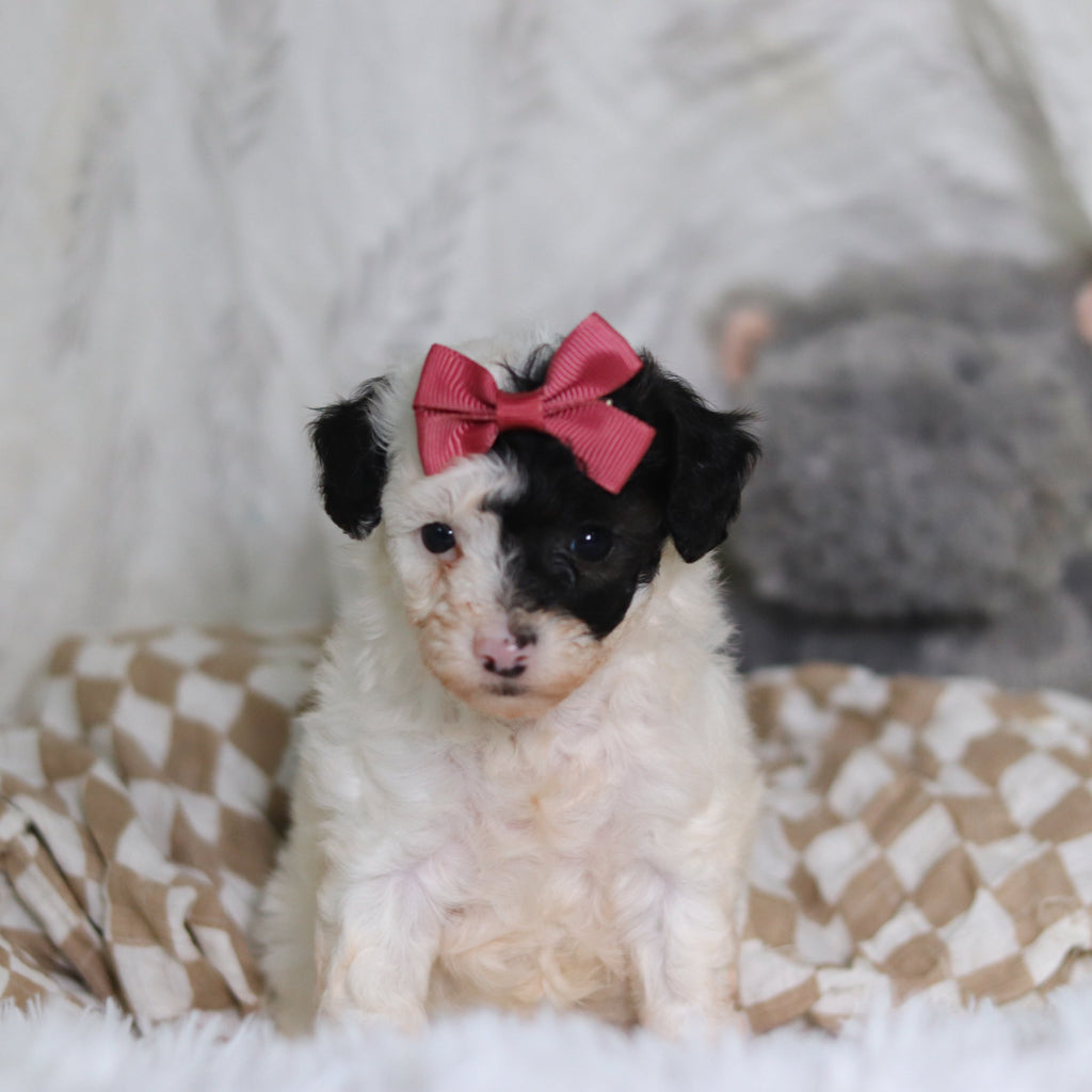 Chanel - Available 3/12