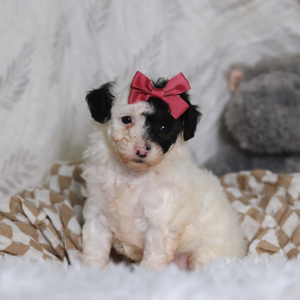 Chanel - Available 3/12