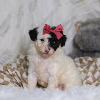 Chanel - Available 3/12