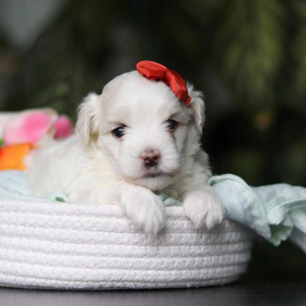 Honey - Available 5/14