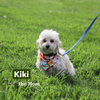 Peter - Available 12/31