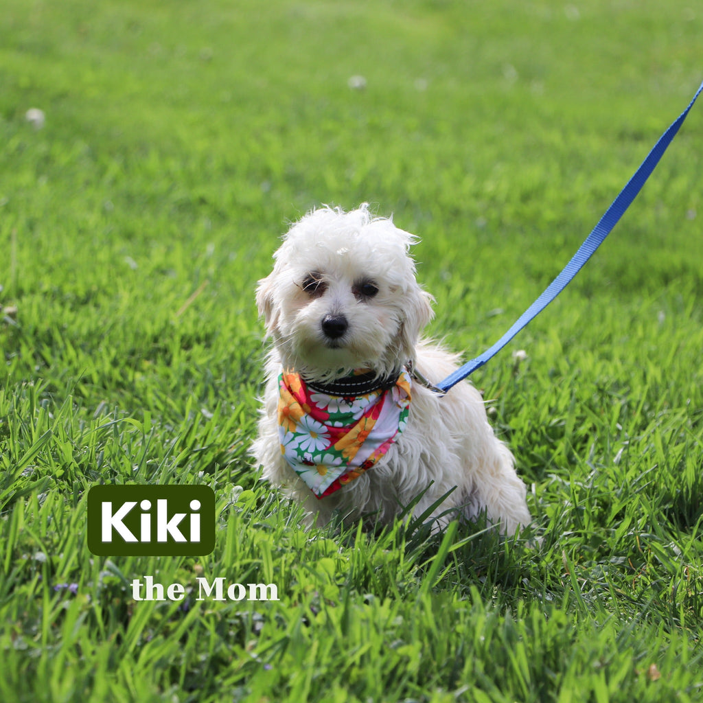 Bruce - Available 12/31