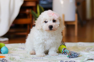 Hermione - Available Now