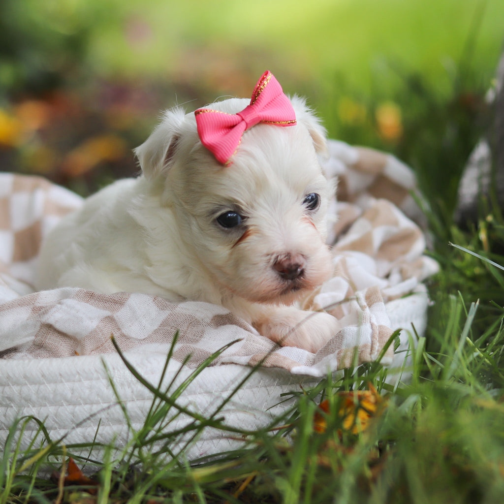 Shelby - Available 7/2