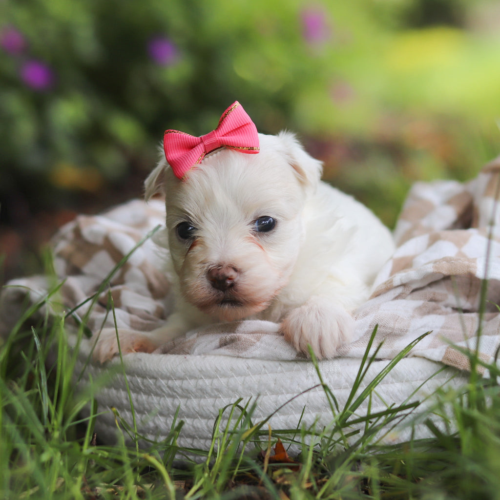 Shelby - Available 7/2