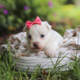 Shelby - Available 7/2