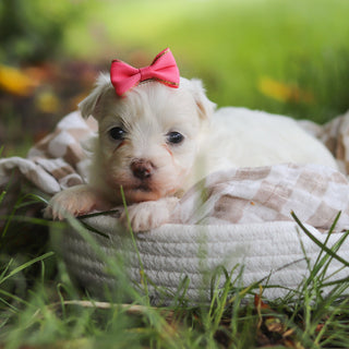 Shelby - Available 7/2