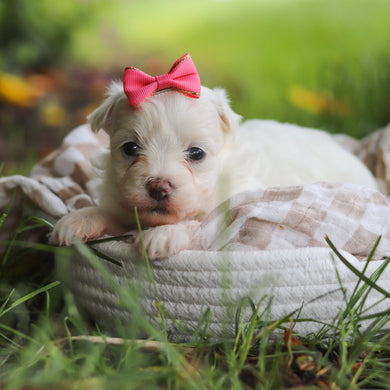 Shelby - Available 7/2