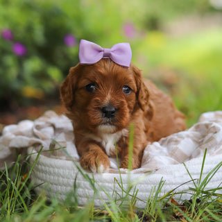 Polly - Available 7/2