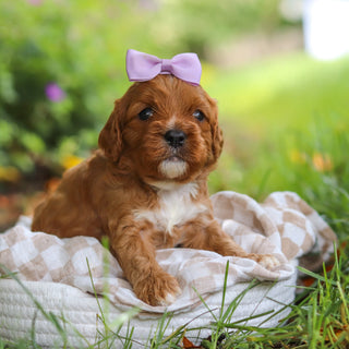 Polly - Available 7/2