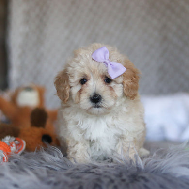 Teenie - Available 4/23