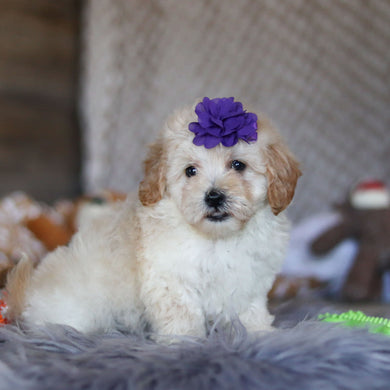 Twila - Available 4/23