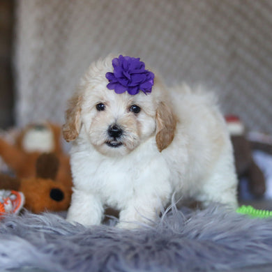 Twila - Available 4/23