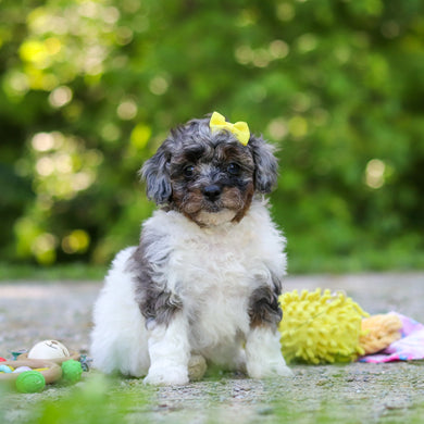Franny - Available 6/18