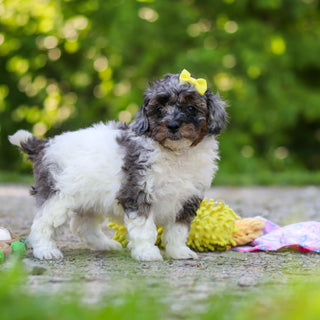 Franny - Available 6/18