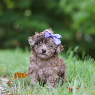 Suki - Available 6/25