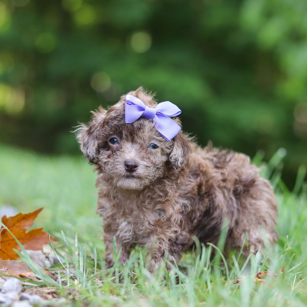 Suki - Available 6/25