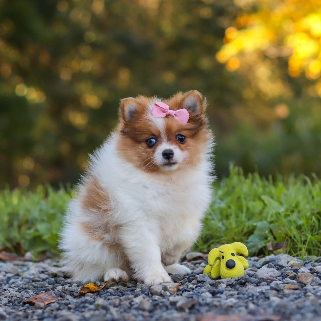 Gladys - Available Now