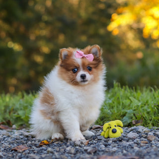 Gladys - Available Now