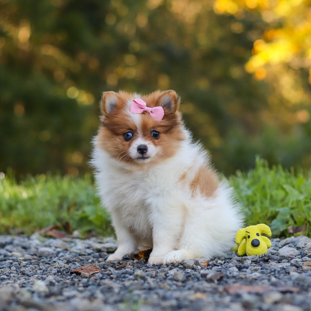 Gladys - Available Now