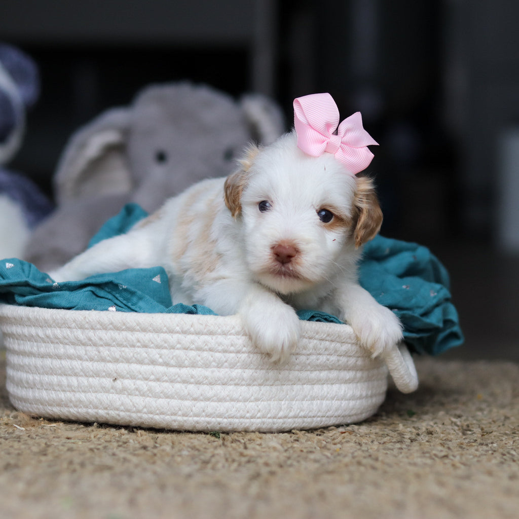 Sophie - Available 10/22
