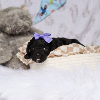Phyllis - Available 7/23