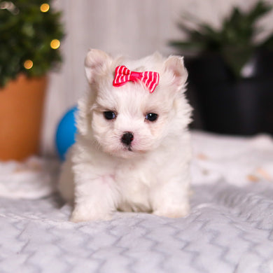 Latoya - Available 3/5