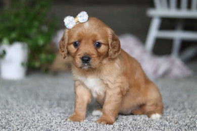 Greta - Available Now