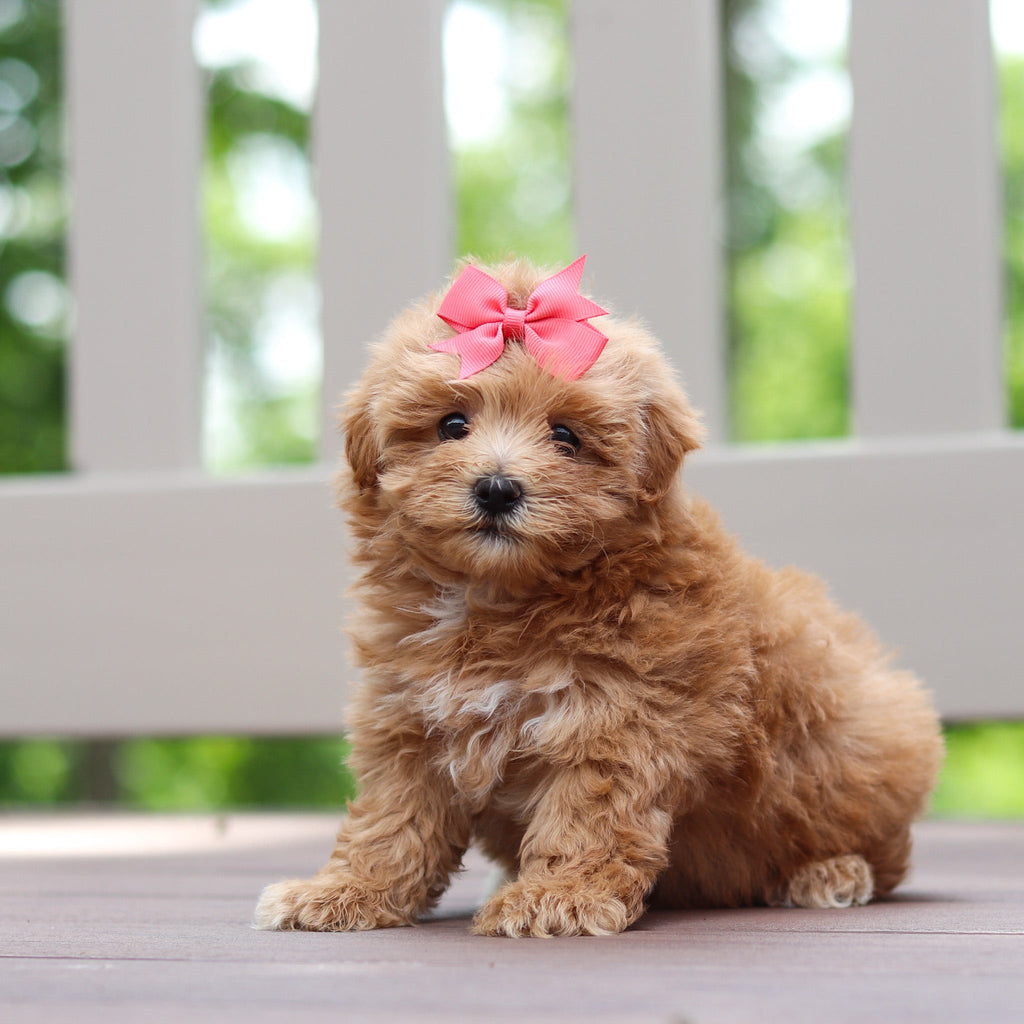 Penelope - Available 6/25