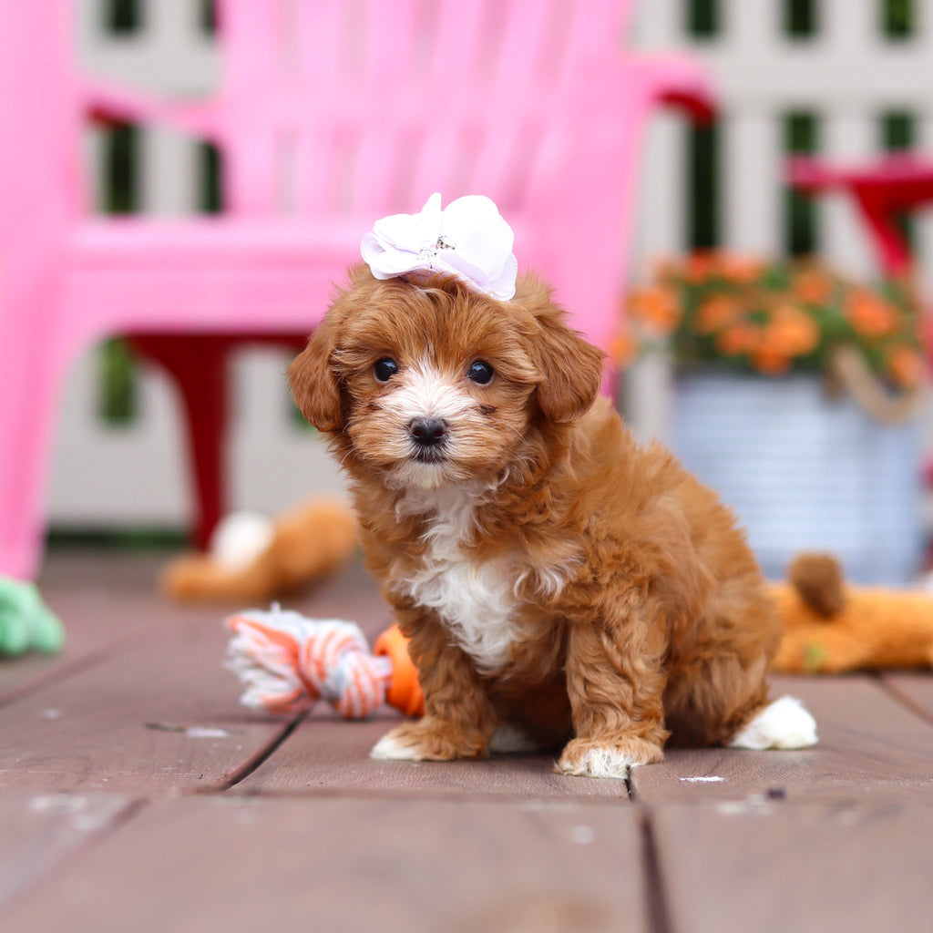 Peggy - Available 6/25