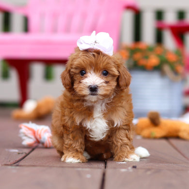 Peggy - Available 6/25