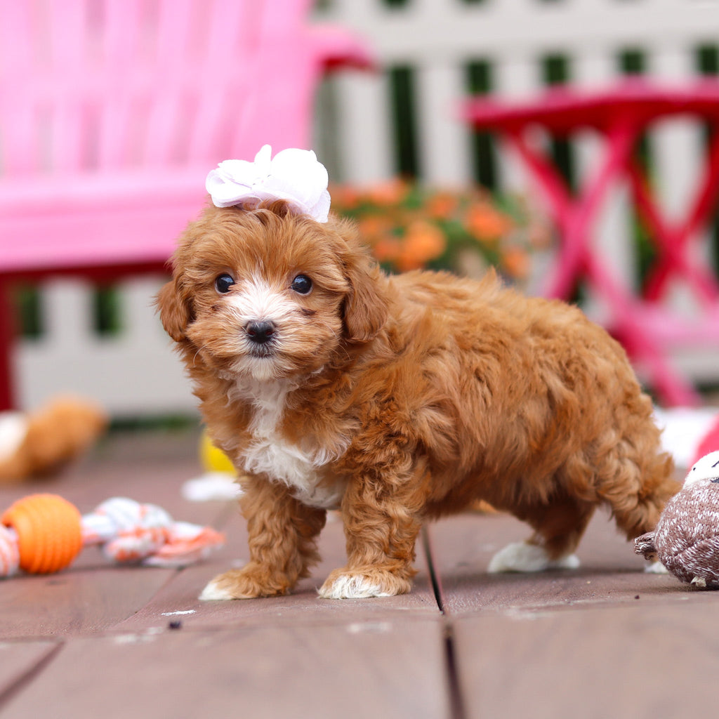 Peggy - Available 6/25