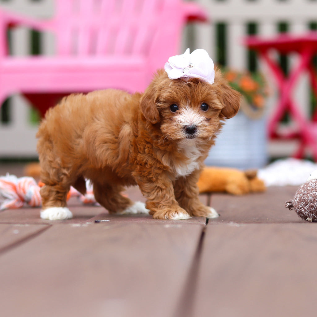 Peggy - Available 6/25