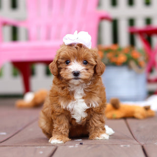 Peggy - Available 6/25