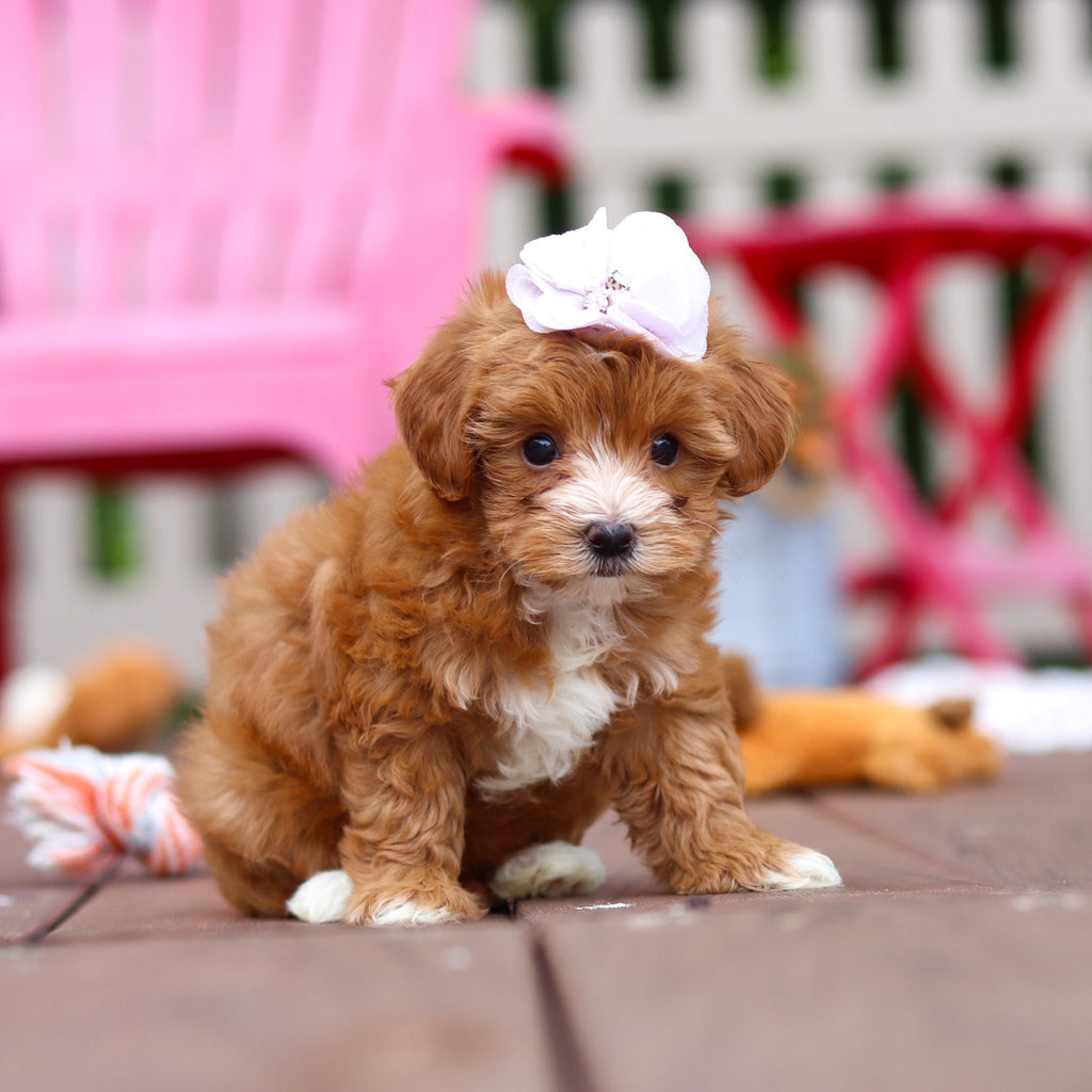 Peggy - Available 6/25