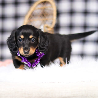 Banana - Available 2/26