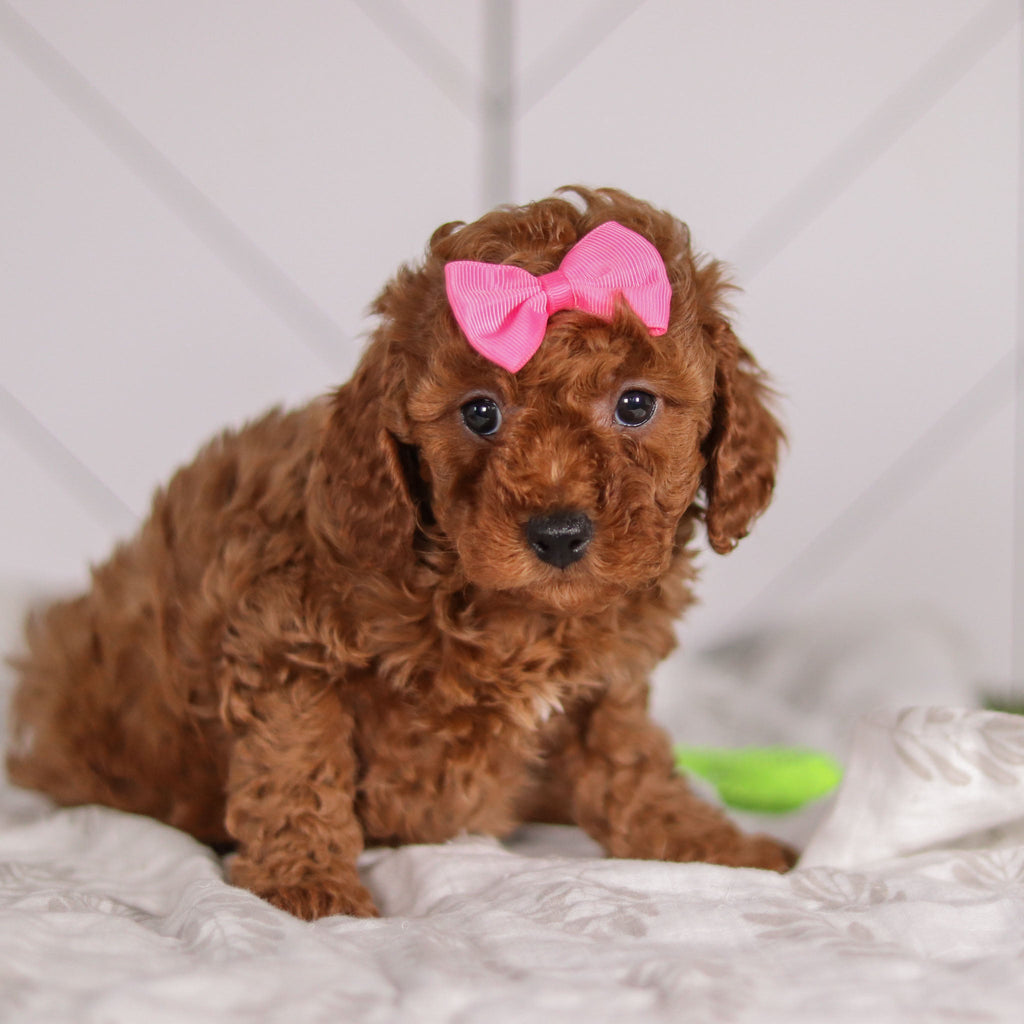 Camilla - Available 1/28