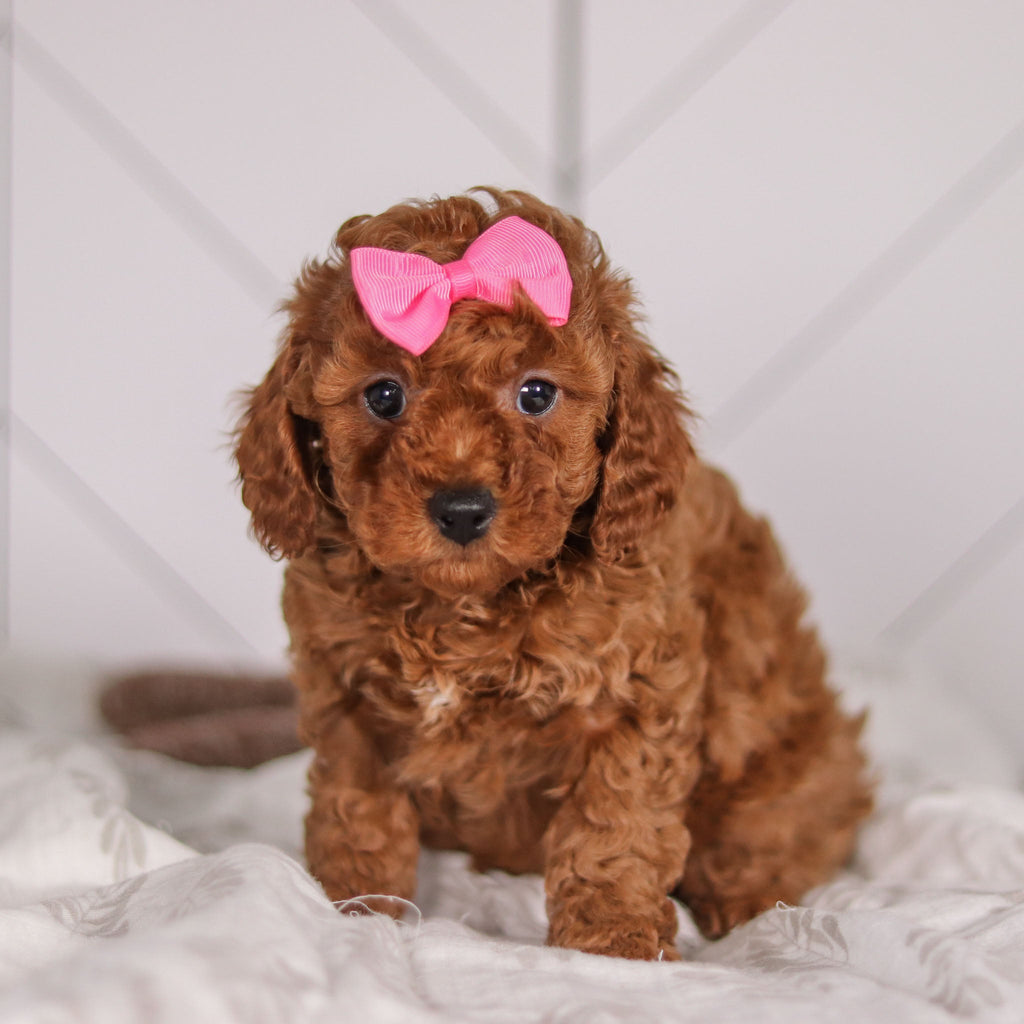 Camilla - Available 1/28