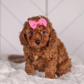 Camilla - Available 1/28