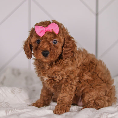 Camilla - Available 1/28