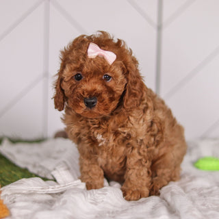 Peggie - Available 1/28