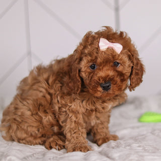 Peggie - Available 1/28