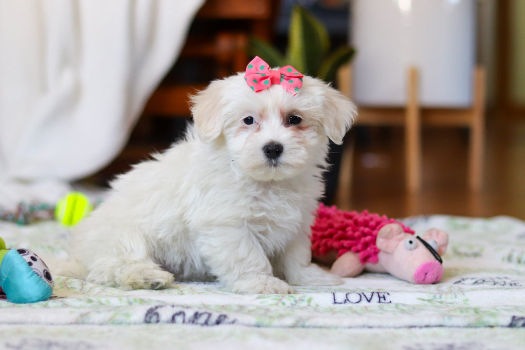 Rachel - Available Now