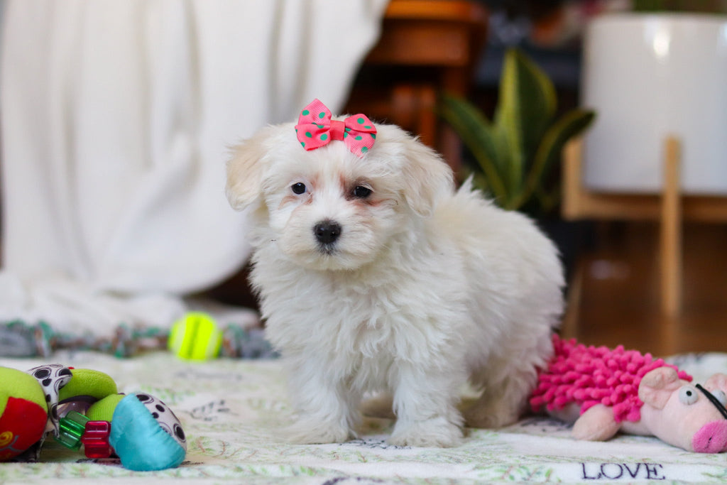 Rachel - Available Now