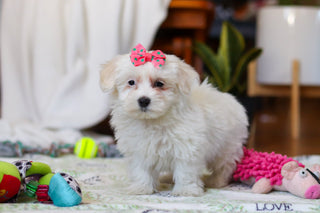 Rachel - Available Now